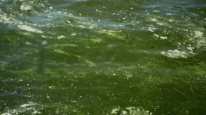 ZUMAPRESS / Scanpix nuotr./Juodojoje jūroje žydi melsvadumbliai. Kachovkos hidroelektrinės užtvankos sprogimo sukelta ekologinė katastrofa, Ukraina.