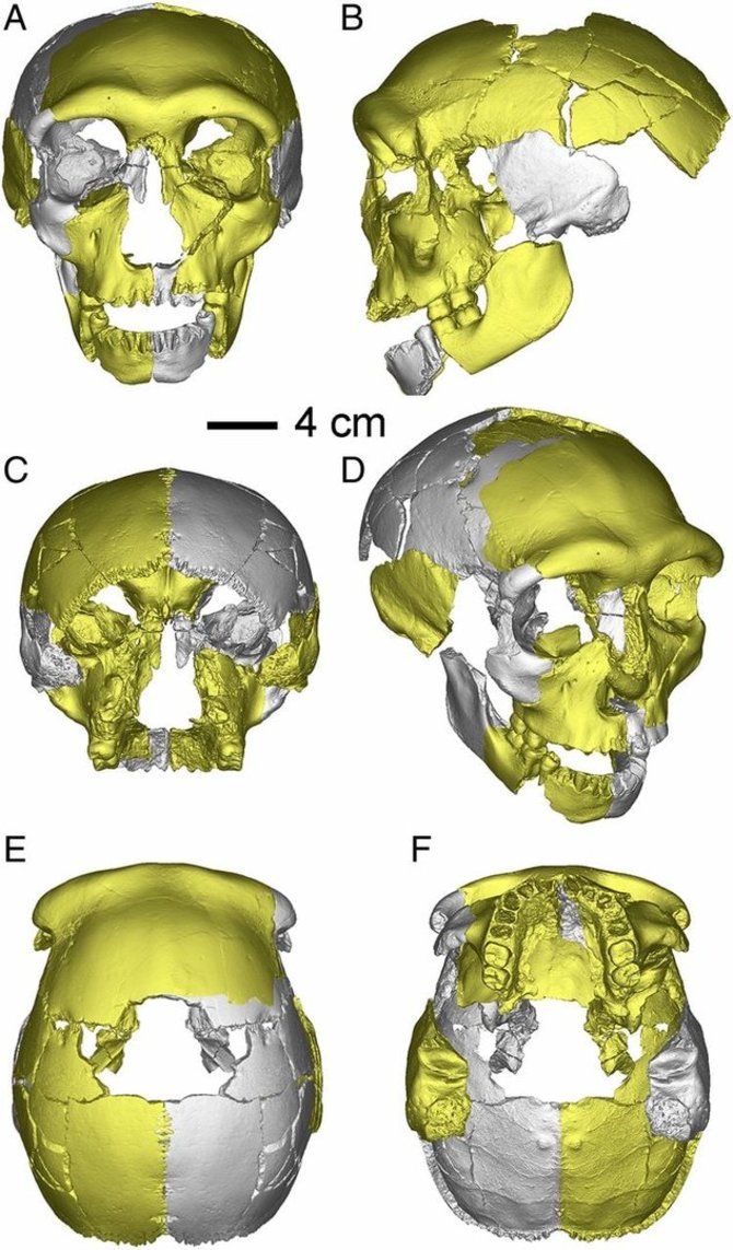 Wu et al. PNAS 2019, doi.org/10.1073/pnas.1902396116/Virtualiai atkurta HLD 6 kaukolė: (A) priekinis vaizdas, (B) kairysis šoninis vaizdas, (C) užpakalinis vaizdas, (D) dešinysis šoninis vaizdas, (E) viršutinis vaizdas ir (F) apatinis vaizdas