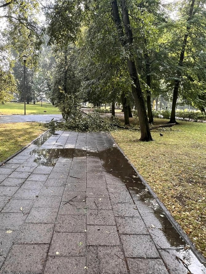 15 min skaitytojo nuotr./Vilniuje dėl liūties virsta medžiai