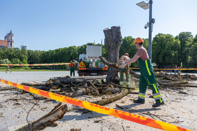 Skirmanto Lisausko /15min nuotr./Liepų šalinimas Lukiškių aikštėje