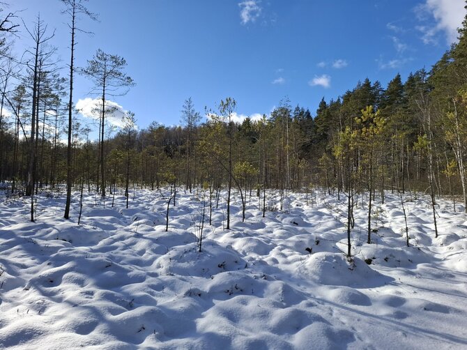 Asvejos regioninio parko nuotr. / Gurakalnės pelkė (takas), Asvejos regioninis parkas
