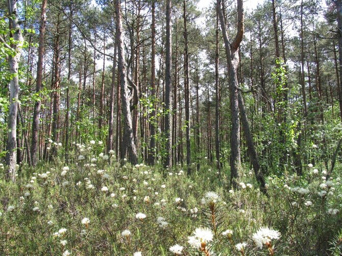 Valstybinių miškų urėdijos nuotr. / Lietuvos pelkės