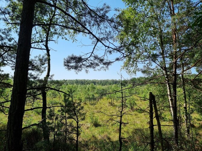 Valstybinių miškų urėdijos nuotr. / Lietuvos pelkės