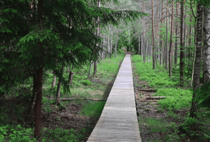 Valstybinių miškų urėdijos nuotr. / Lietuvos pelkės