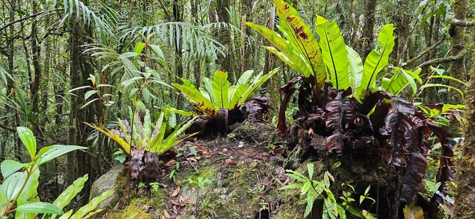 Asmeninio archyvo nuotr. / Paparčiai Kinabalu parke, Borneo, Malaizija