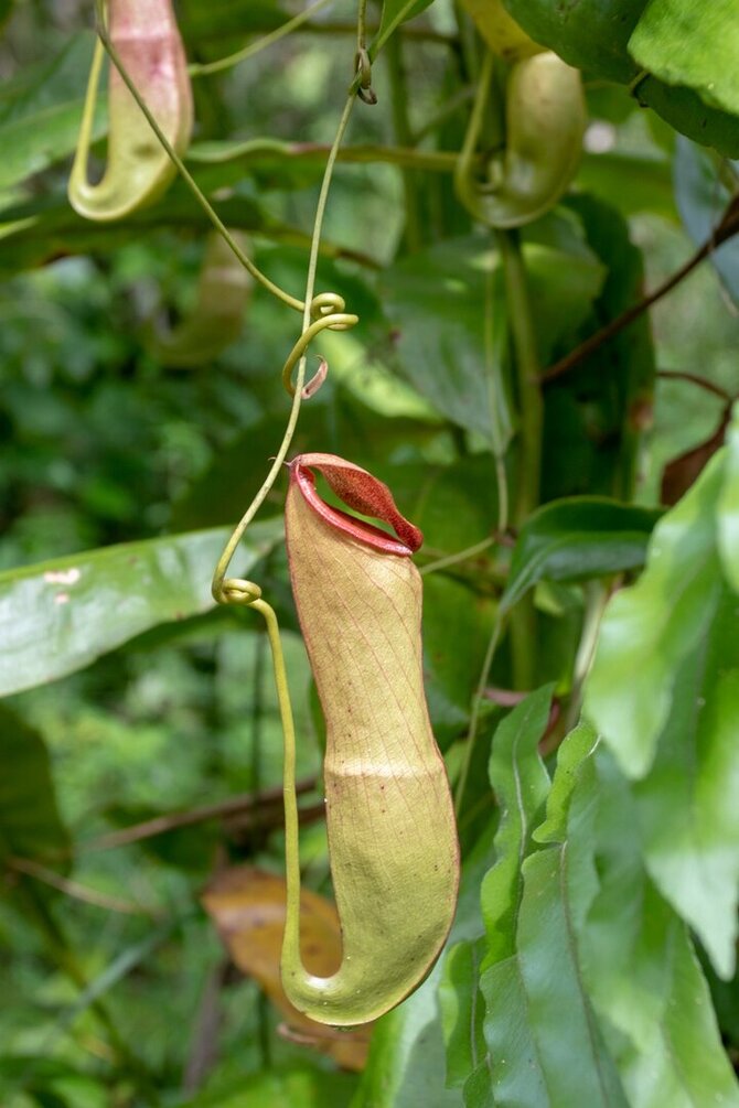 Asmeninio archyvo nuotr. / Vabzdžiaėdis ąsotenis, Borneo, Malaizija