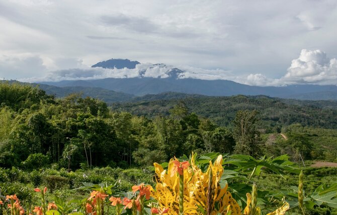 Asmeninio archyvo nuotr. / Sabos arbatos plantacija su vaizdu i Kinabalu kalną, Borneo, Malaizija