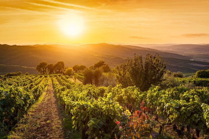 Shutterstock nuotr. / Vynuogyno peizažas Toskanoje