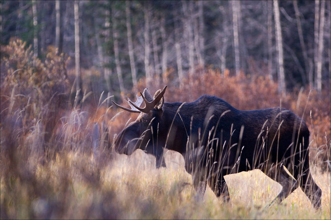 VMU nuotr. / Briedis (Alces alces), Amalvos pelkė