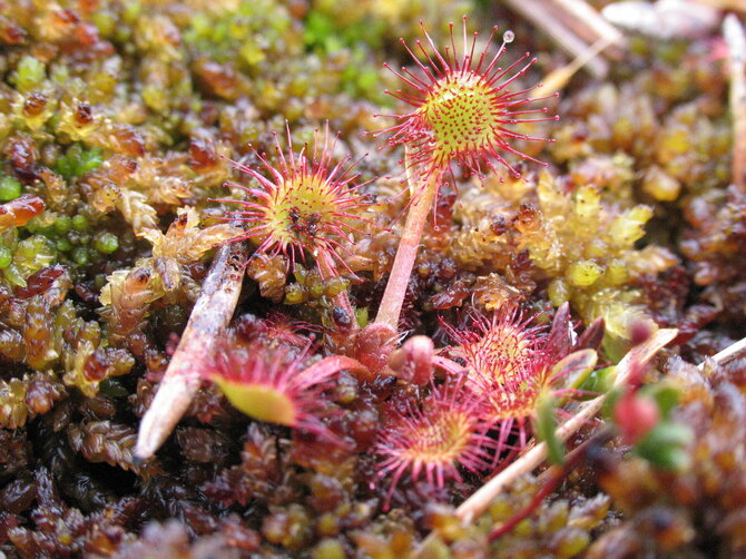 VMU nuotr. / Saulašarės (Drosera), Amalvos pelkė
