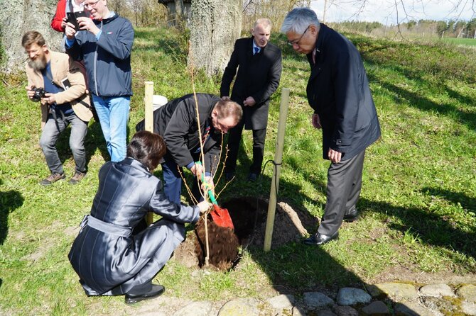 Pranešimo autorių nuotr. / Sakurų sodinimas su japonais Kurkliuose