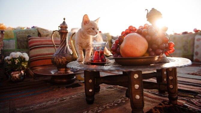 Shutterstock nuotr. / Stambulo katės, Turkija