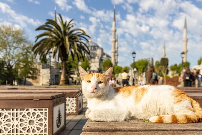 Shutterstock nuotr. / Stambulo katės, Turkija