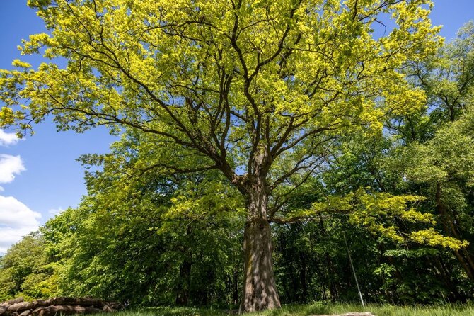 S.Žiūros nuotr. / Vilniaus medžiai – įspūdingi, aukšti, vieno žmogaus neapglėbiami