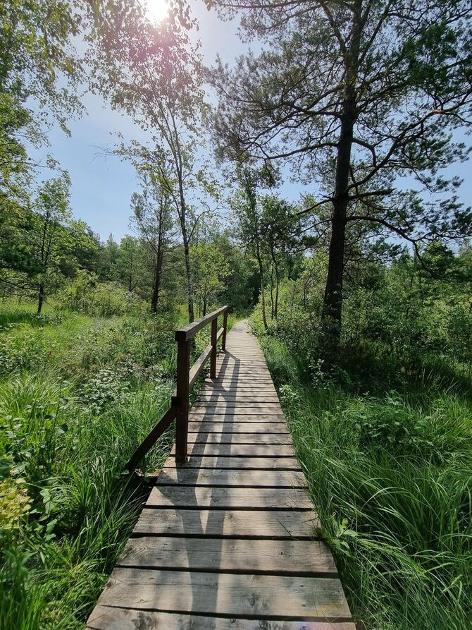 Valstybinių miškų urėdijos nuotr. / Aukštumalos pelkė