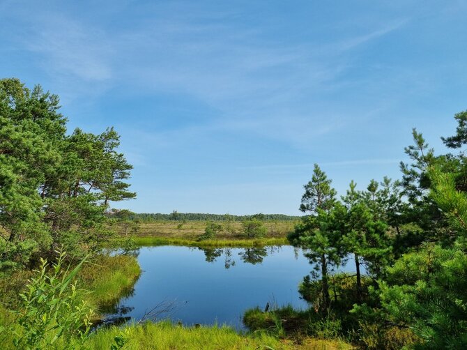 Valstybinių miškų urėdijos nuotr. / Aukštumalos pelkė