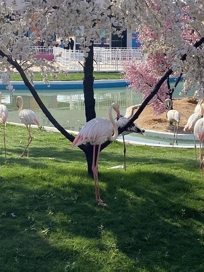 Arūno Gražulio nuotr./Rijado zoologijos sodas, Saudo Arabija