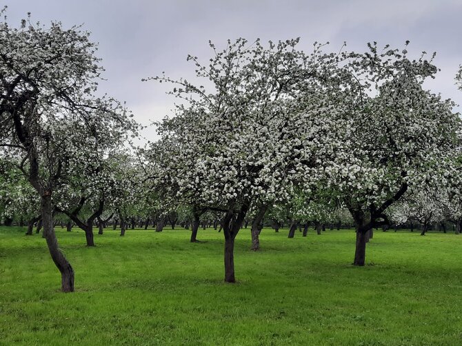 Žemosios Panemunės dvaro archyvo nuotr. / Žemosios Panemunės dvaro sodas