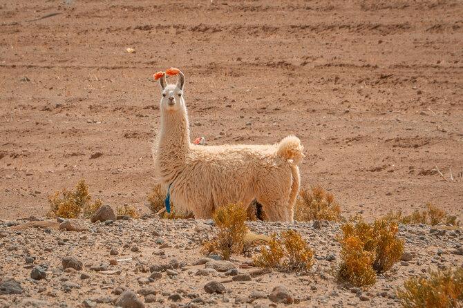 Justo Juozaičio nuotr. / Lama, Bolivija