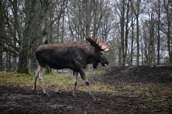 Woodan / Shutterstock.com nuotr. / Skonės zoologijos sodas „Djurpark“