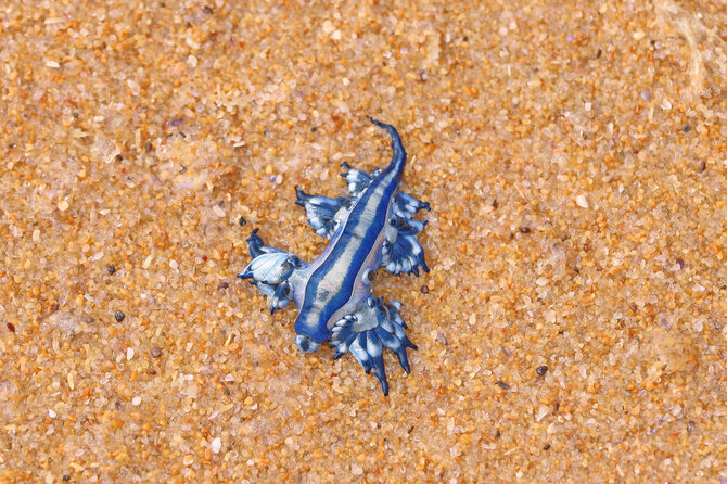 Shutterstock nuotr. / Mėlynasis drakonas (Glaucus atlanticus)