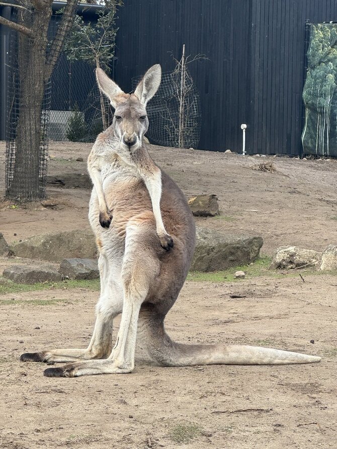 Justino B. nuotr. / Sidnėjus, Australija