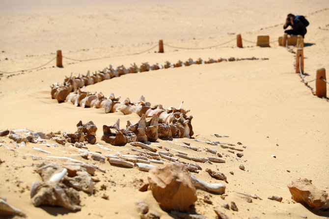 Vida Press nuotr. / Banginių slėnis, Egiptas