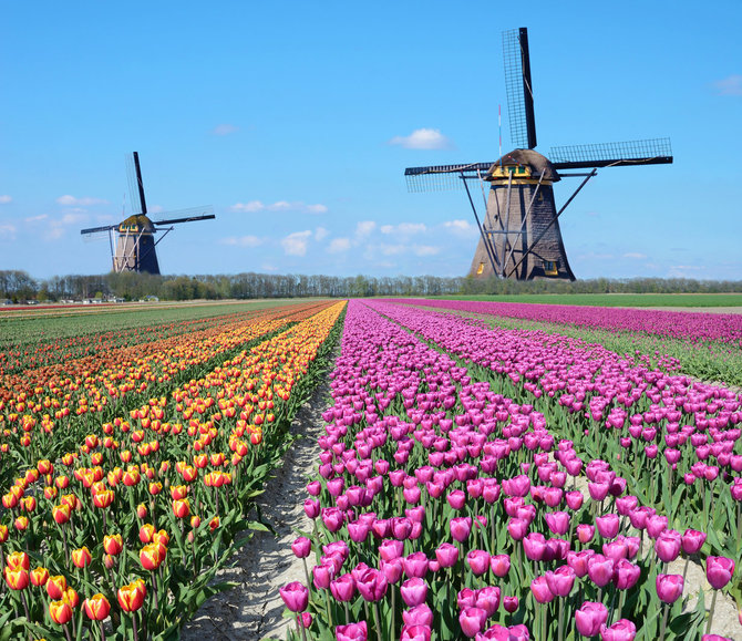 Shutterstock nuotr. / Olandija