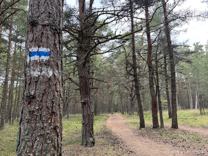 „Nesėdėk namuose“ nuotr. / Palangos bėgimo takas „Labrytys“