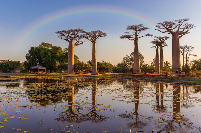 123RF.com nuotr. / Baobabų alėja, Madagaskaras