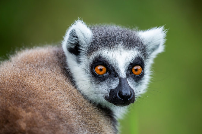 123RF.com nuotr. / Lemūras, Madagaskaras