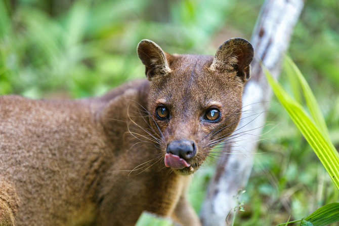 123RF.com nuotr. / Fosa, Madagaskaras