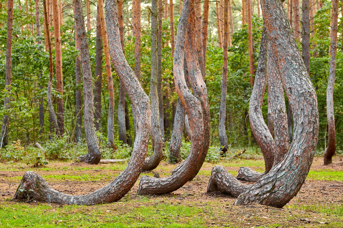 123RF.com nuotr. / Kreivasis miškas Lenkijoje