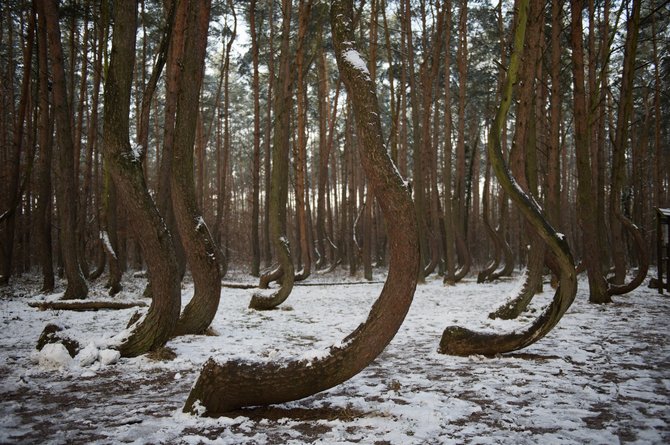 Vida Press nuotr. / Kreivasis miškas Lenkijoje