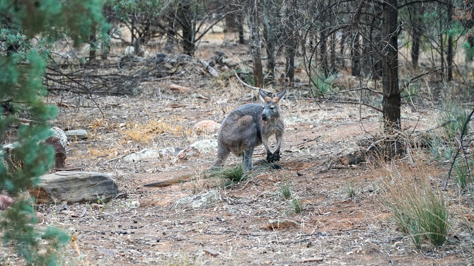 Asmeninio archyvo nuotr. / Kelionė po Flinderso kalnagūbrius, Pietų Australija