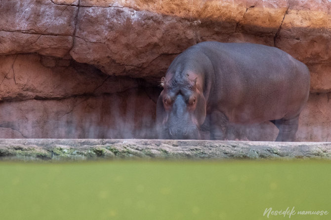 „Nesėdėk namuose“ nuotr. / Vroclavo zoologijos sodas ir „Afrikariumas“