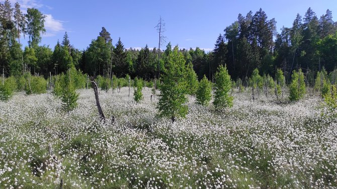 Mindaugo Kirstuko nuotr. / Gegužės mėnesį pelkėje baltuojantys švyliai