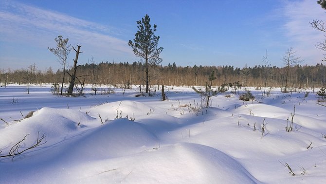 Mindaugo Kirstuko nuotr. / Pelkėje esančių kupstų nepaslepia net sniegas