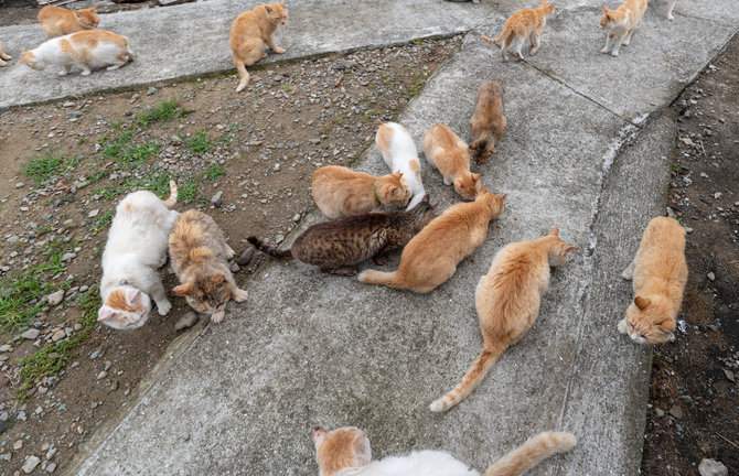 Vida Press nuotr. / Aošima – kačių sala Japonijoje