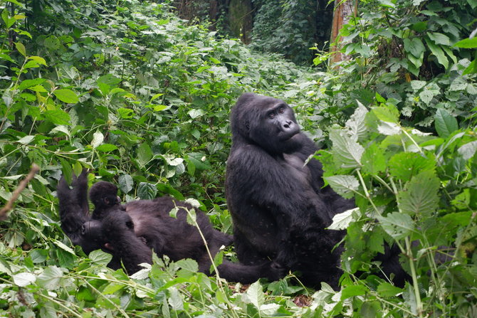 Mykolo Vadišio nuotr. / Uganda