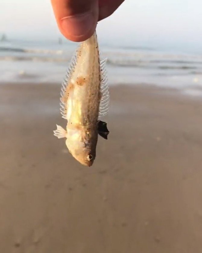 „Louis2023b“ vaizdo įrašo akimirka / Paplūdimio lankytojas smėlyje aptiko pavojingą žuvį