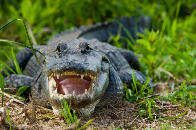 Vida Press nuotr. / Aligatorius Floridoje