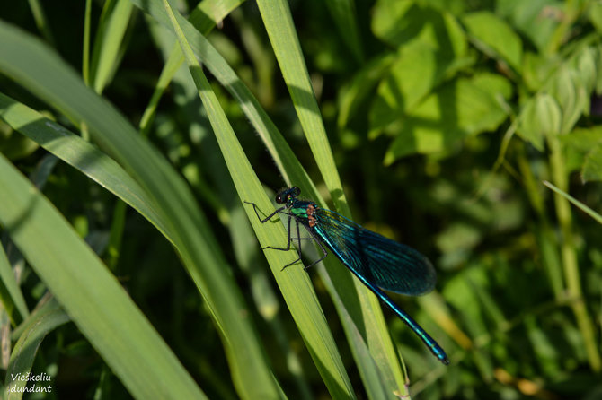 „Vieškeliu dundant“ nuotr. / Grakščioji gražutė (Calopteryx virgo) Mažaičių dvaro pievoje (Radviliškio r.)