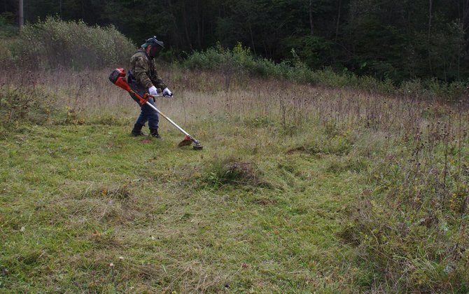 Giedriaus Švitros nuotr. / Pievos, kuriose gyvena gencijoniniai melsviai, yra nuolat šienaujamos