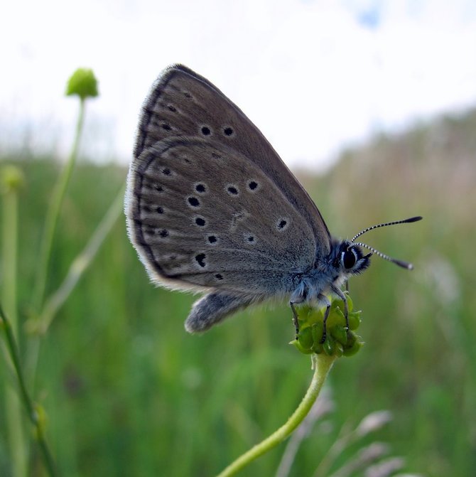 Giedriaus Švitros nuotr. / Gencijoninis melsvys (Phengaris alcon) 