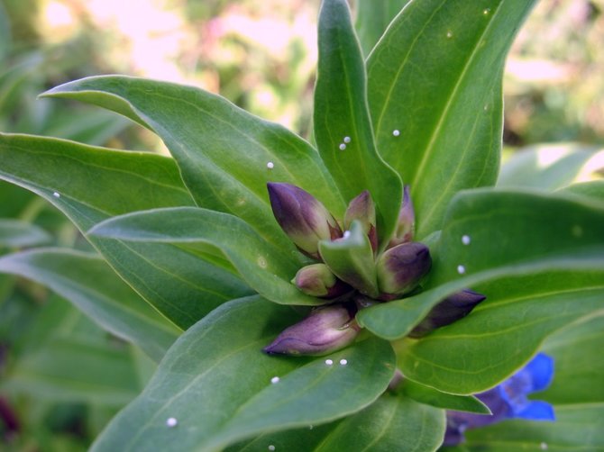 Giedriaus Švitros nuotr. / Melsvasis gencijonas (Gentiana cruciata)