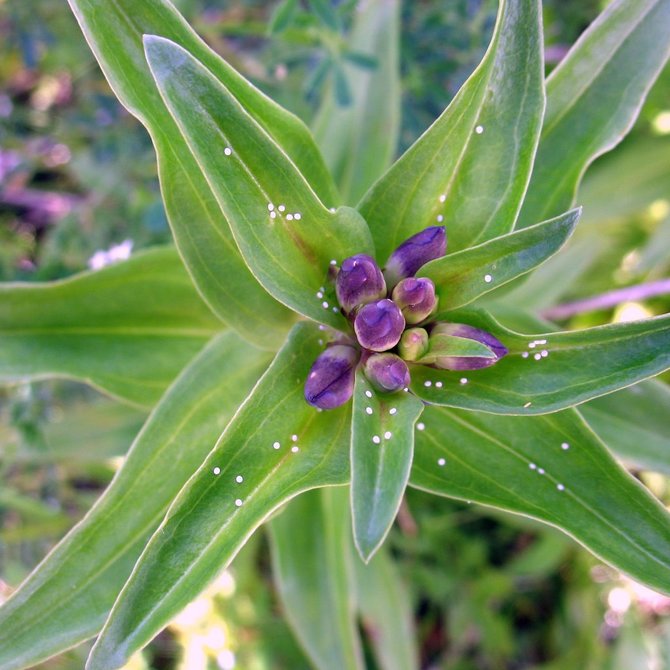 Giedriaus Švitros nuotr. / Melsvasis gencijonas (Gentiana cruciata)