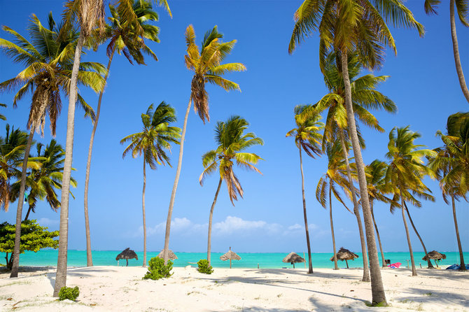 Pranešimo autorių nuotr. / Balto smėlio paplūdimys su palmėmis, Zanzibaras