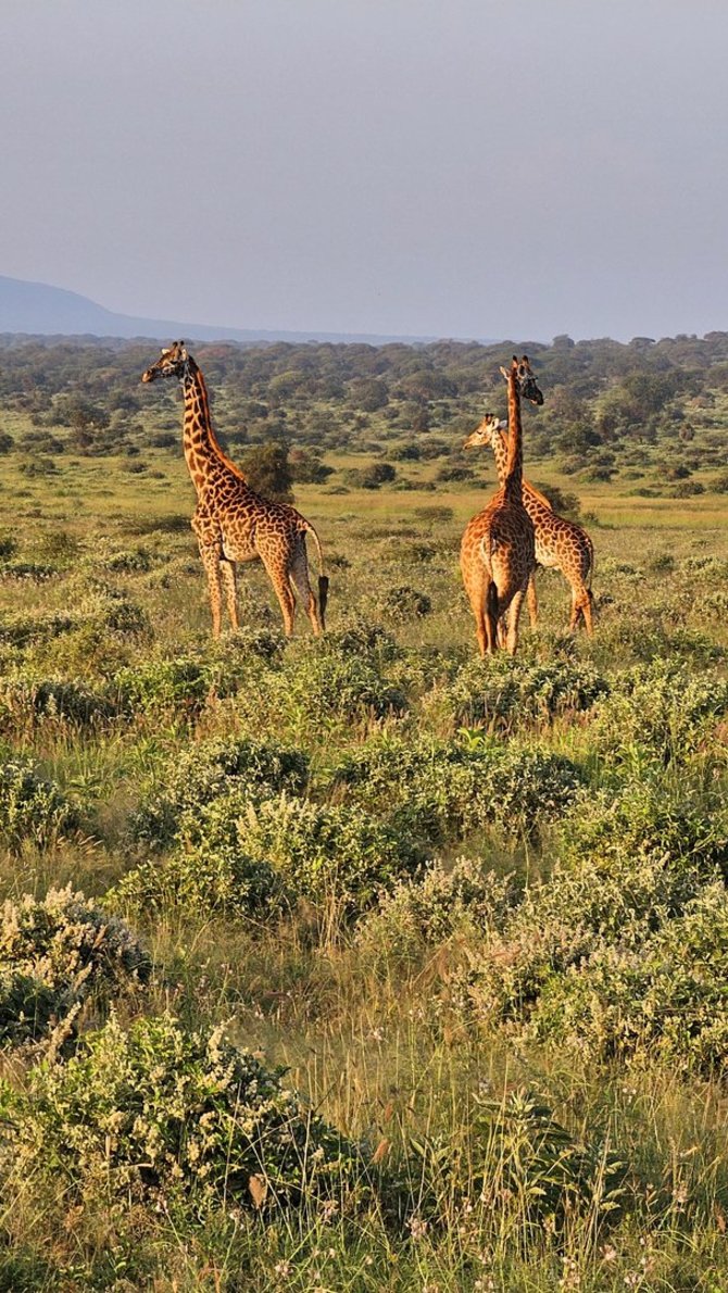 Asmeninio archyvo nuotr. / Safaris Kenijoje