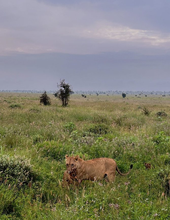 Asmeninio archyvo nuotr. / Safaris Kenijoje 
